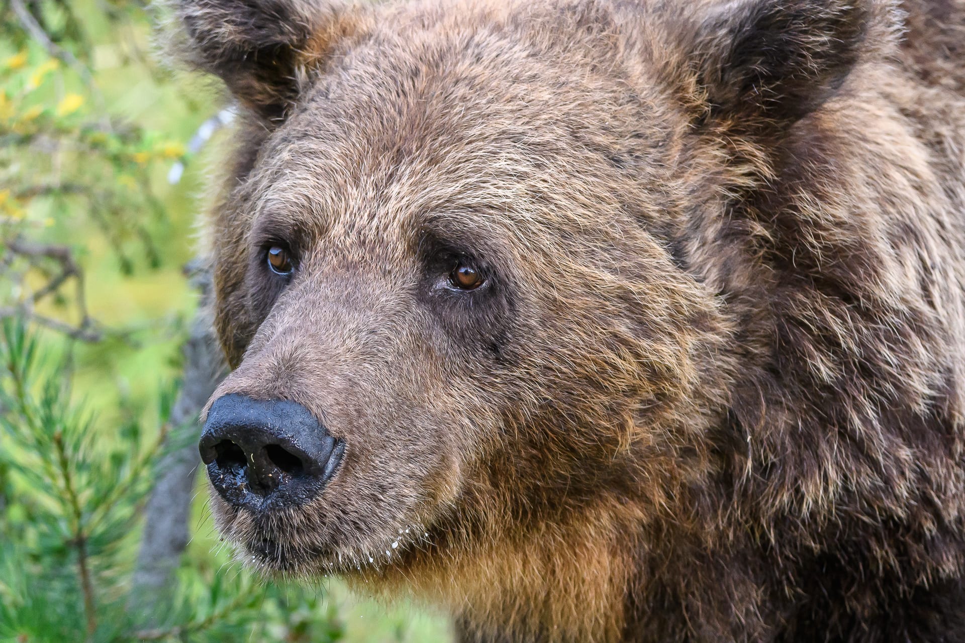 Bear and wildlife watching in Kuusamo