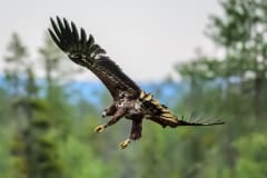Bear and wildlife watching in Kuusamo