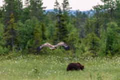 Bear and wildlife watching in Kuusamo