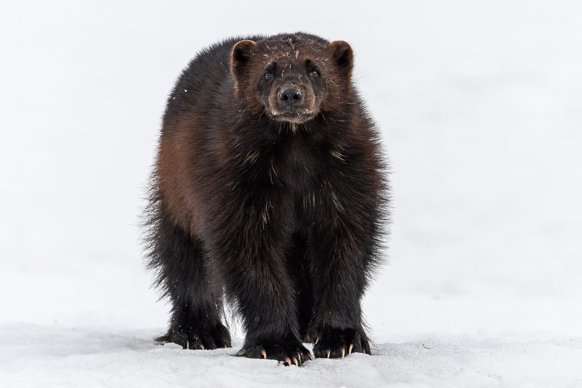 Bear and wildlife watching in Kuusamo