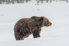Bear and wildlife watching in Kuusamo