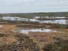 Haapakeidas peatlands.