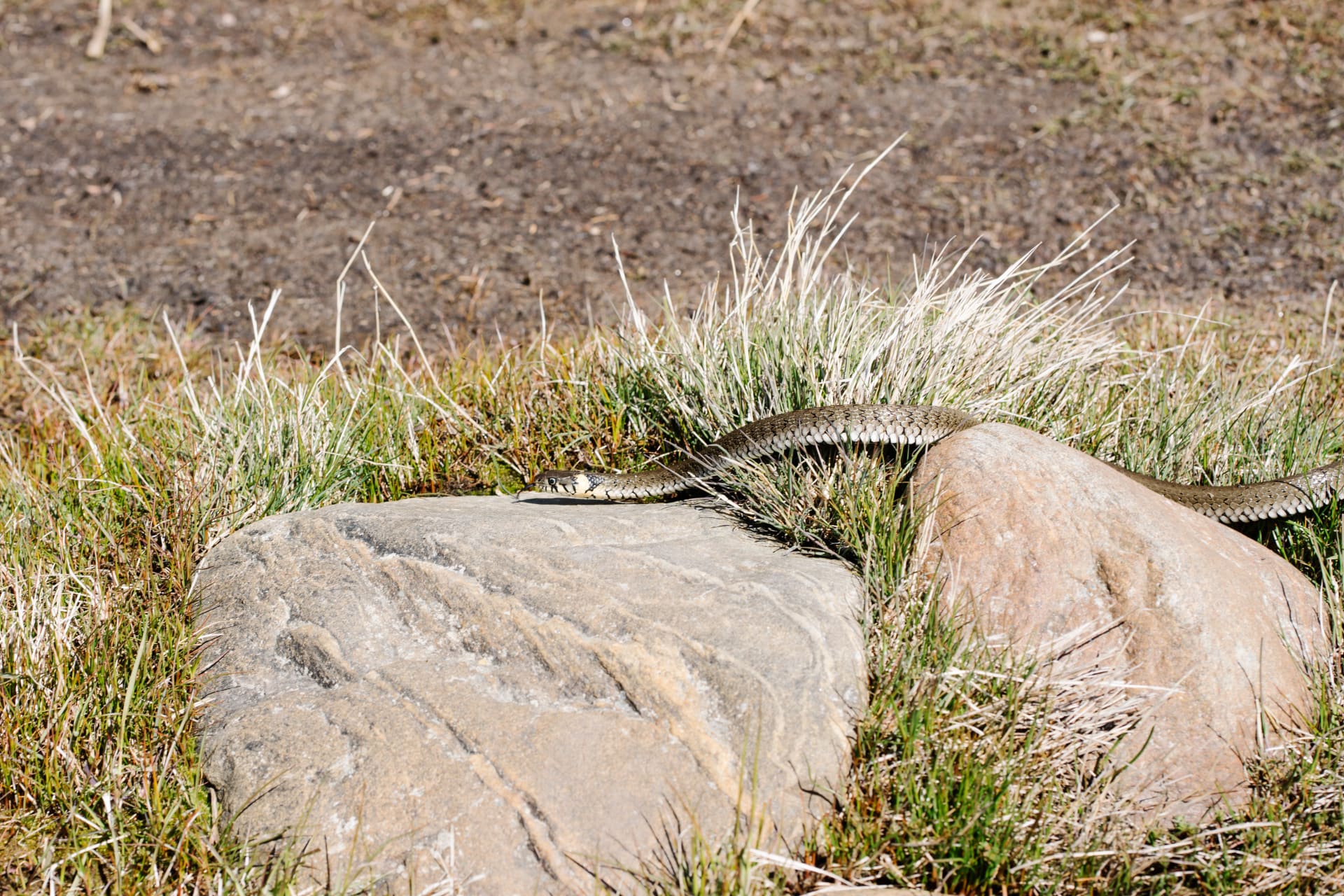 Snake
