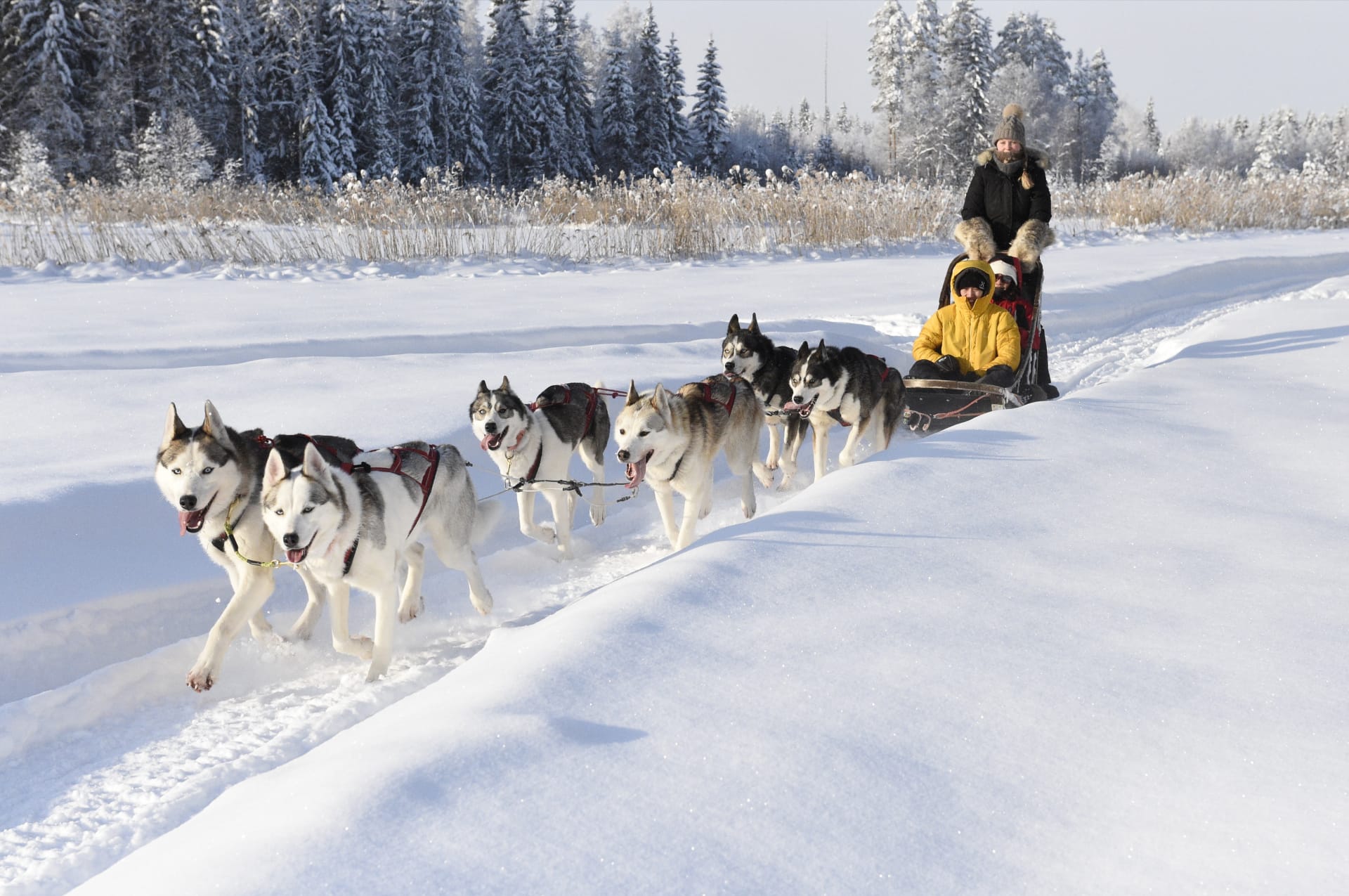 Tahko huskies