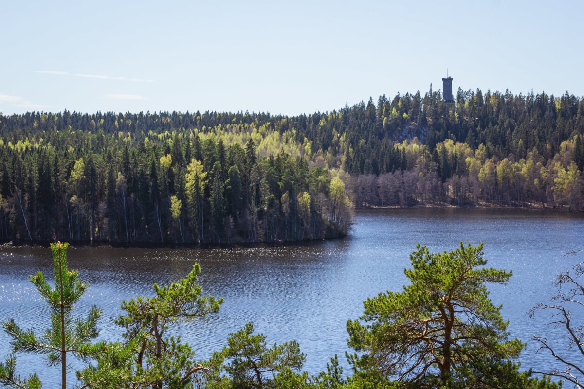 Sibelius Forest