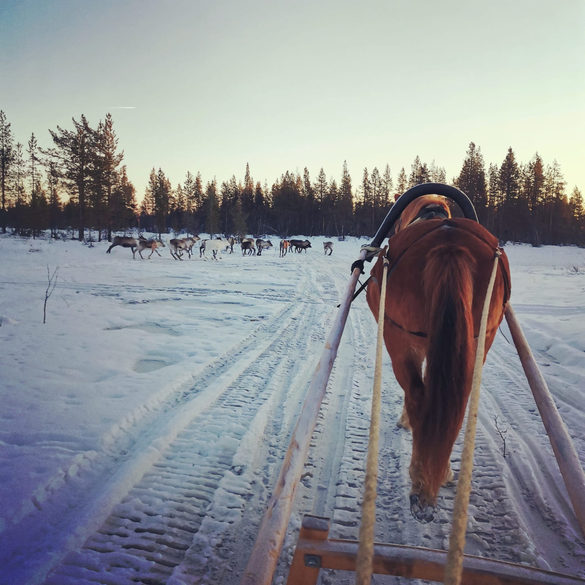 Horse sleigh ride through arctic nature.