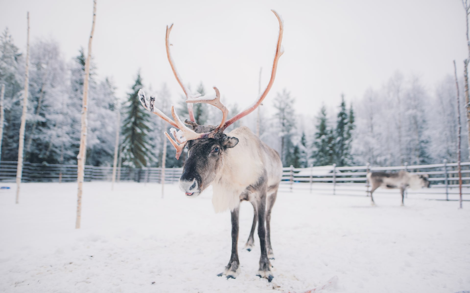 Reindeers