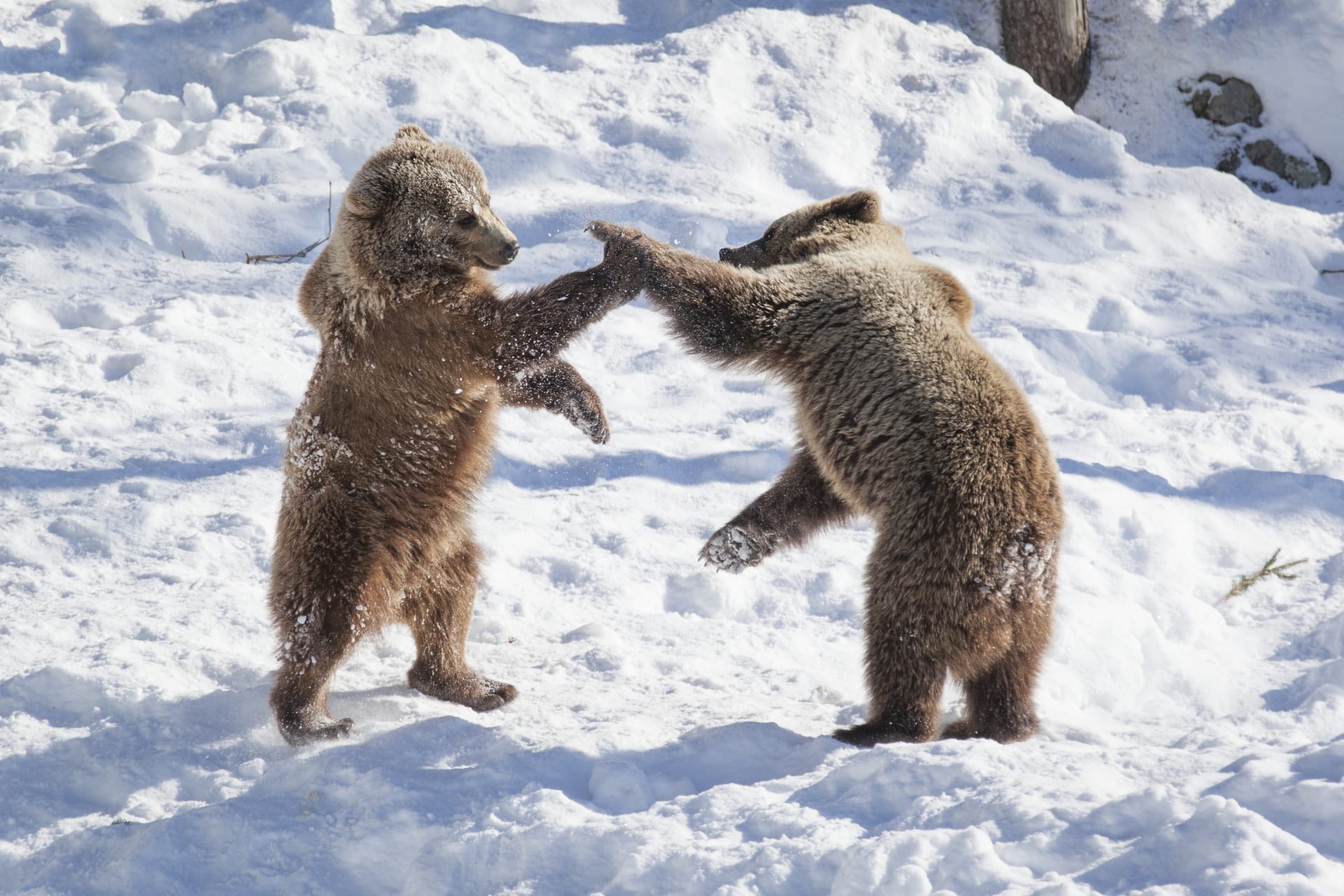 Arctic Zoo – Day in Ranua Wildlife Park | Visit Finland