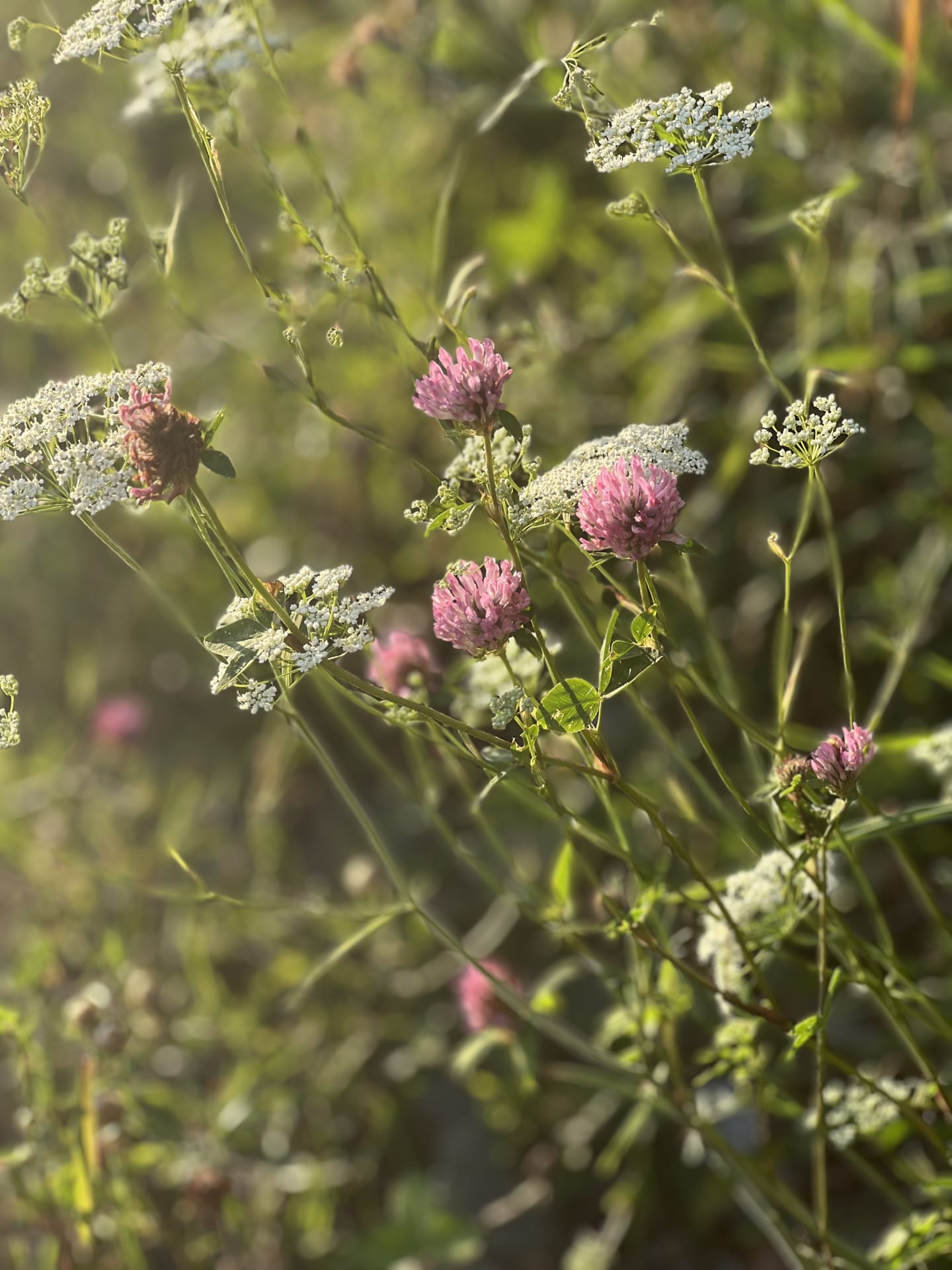 Meadow with red clover Meadow with red clover