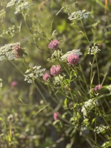 Meadow with red clover