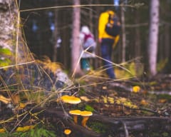 Hervantajärven luontopolku