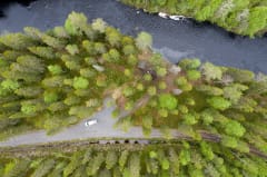 Drone picture of a forest and a stream.