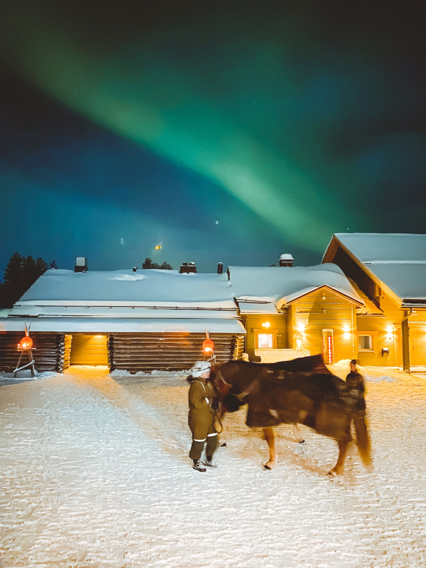 A Finn Horse in Apukka Resort with Northern Lights in the background.