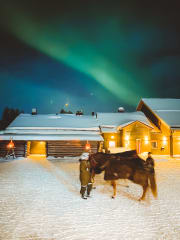 Apukka, Rovaniemi: Hevosrekiajelu yötaivaan alla