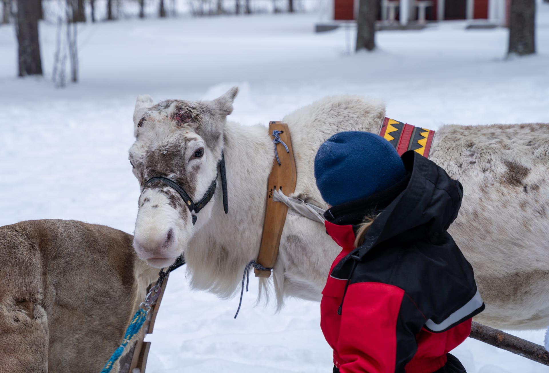 Reindeer and new friend