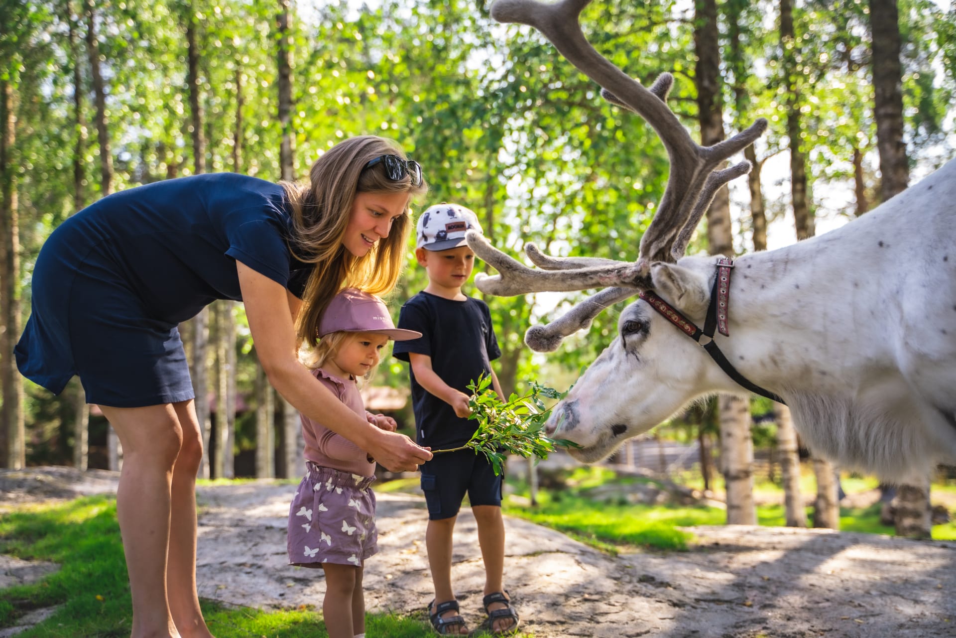 Reindeer feeding in Santa Claus Village.