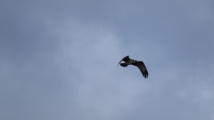 Kalasääski Norppasaaren yllä