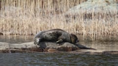 Glampingyö norppasaaressa