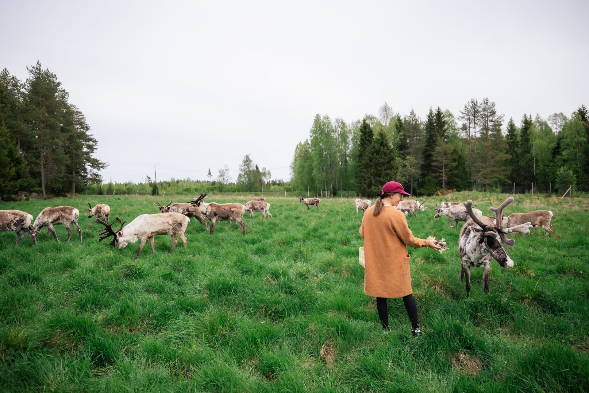 Visitors joining the daily tasks of reindeer herders in Rovaniemi, Lapland