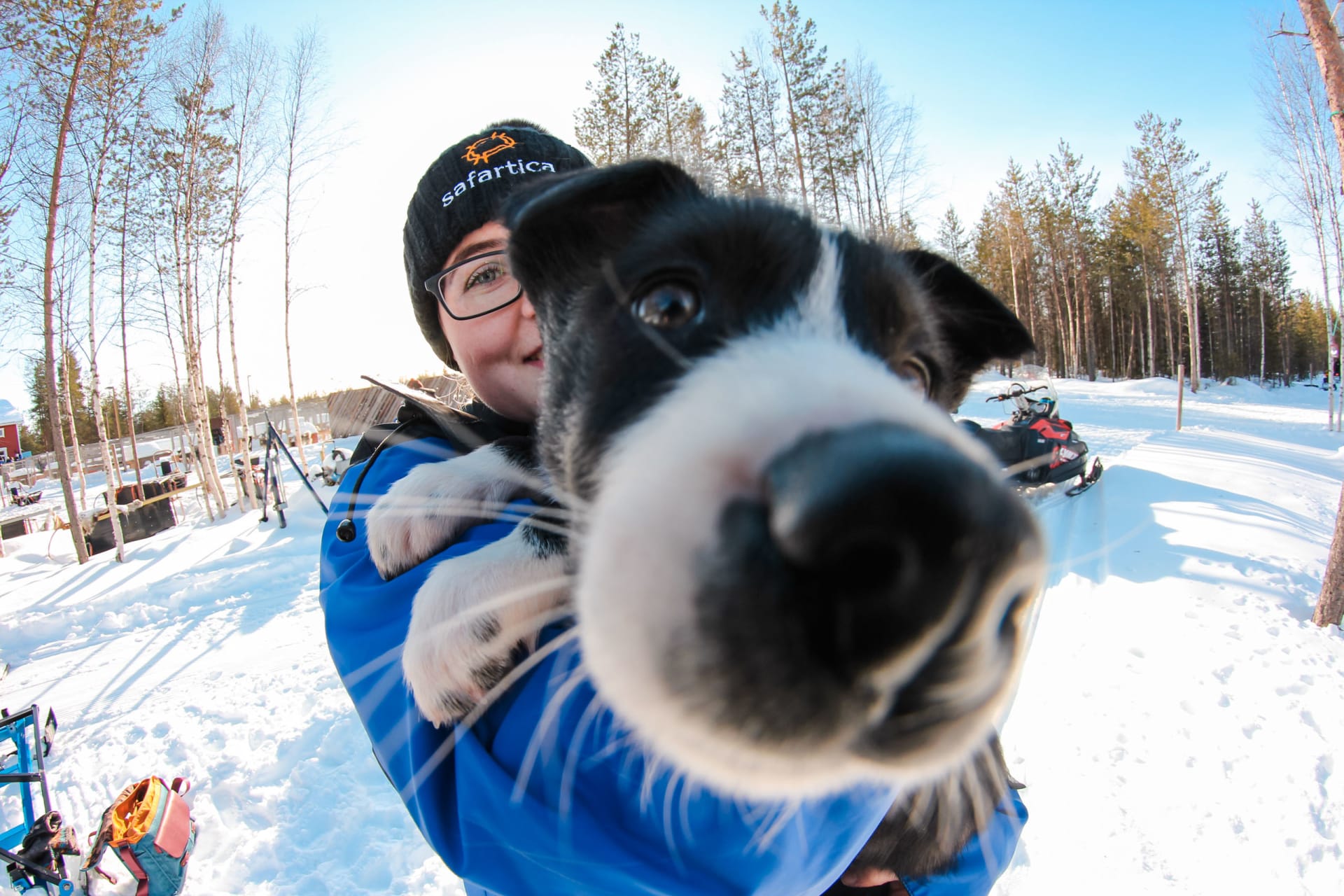 Huskies