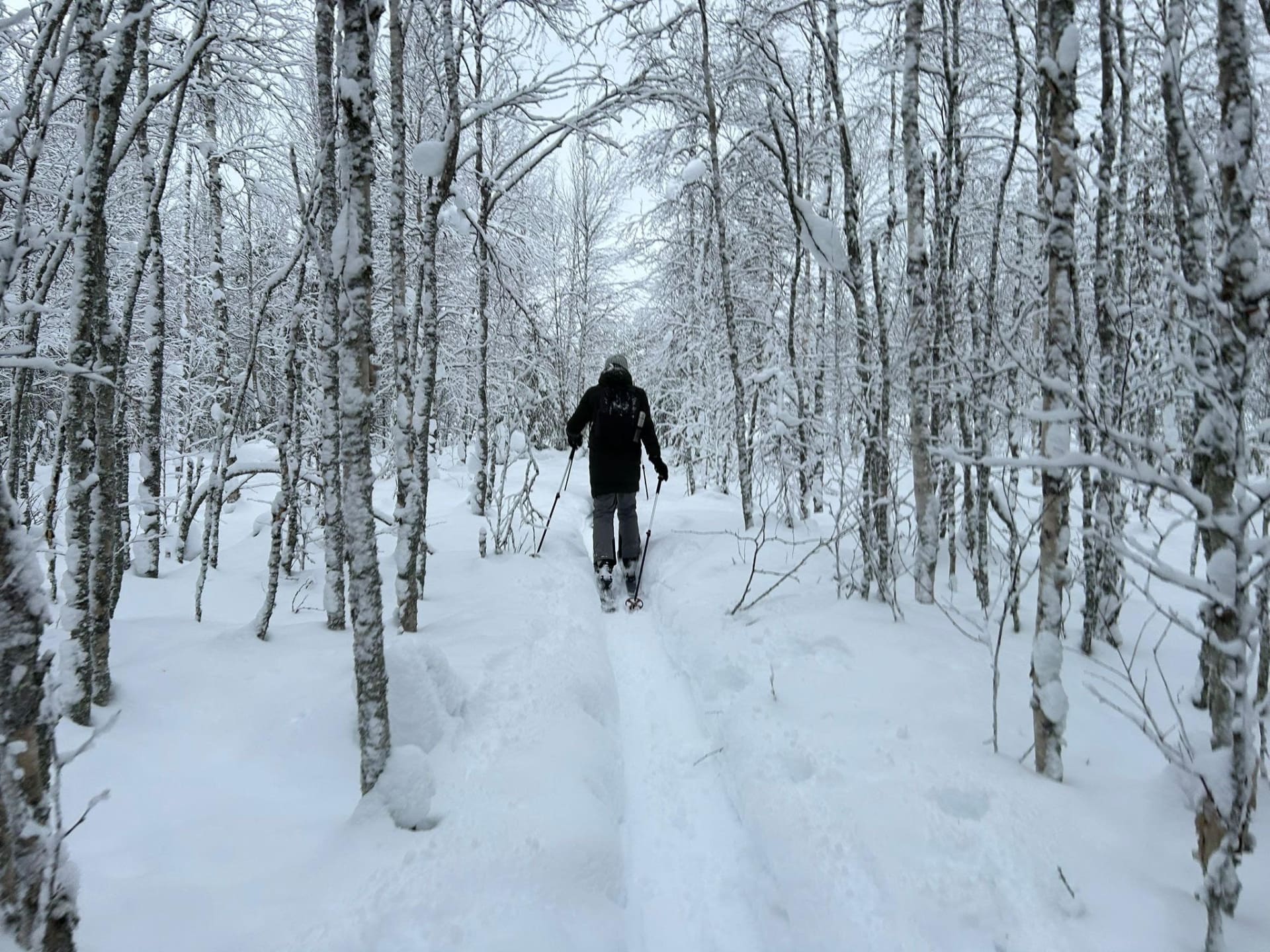 A tourist skiing in the heart of a arctic forest, surrounded by white frosty trees