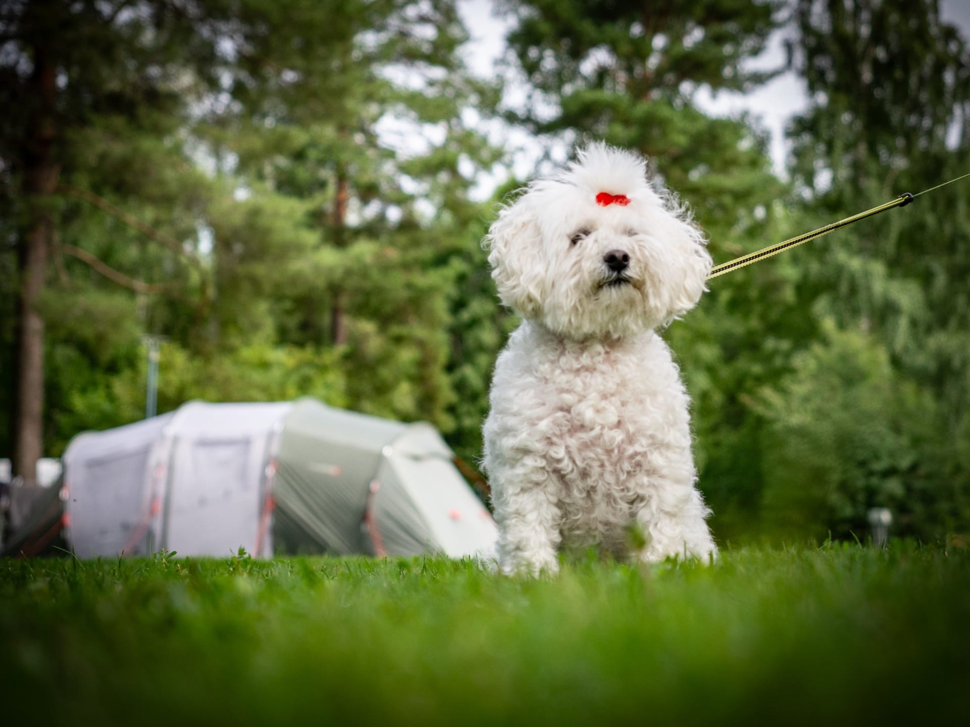 Nallikari camping on avoinna ympäri vuoden ja myös lemmikit ovat tervetulleita