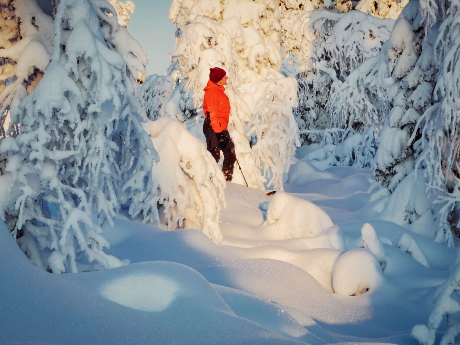 Rönölän pihapiiristä lähtevä reitti vie hetkessä keskelle tykkylumipuiden täyttämää maisemaa
