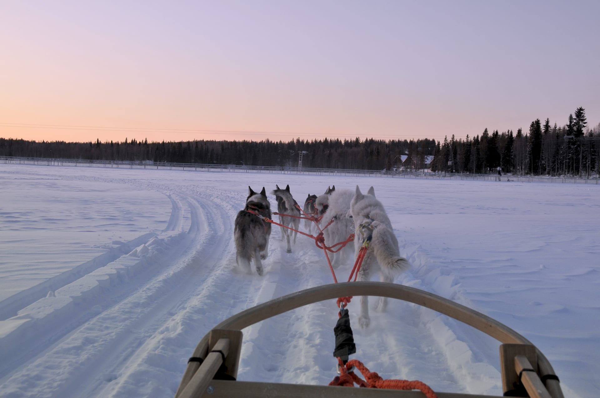 Husky Safari in Ukkohalla