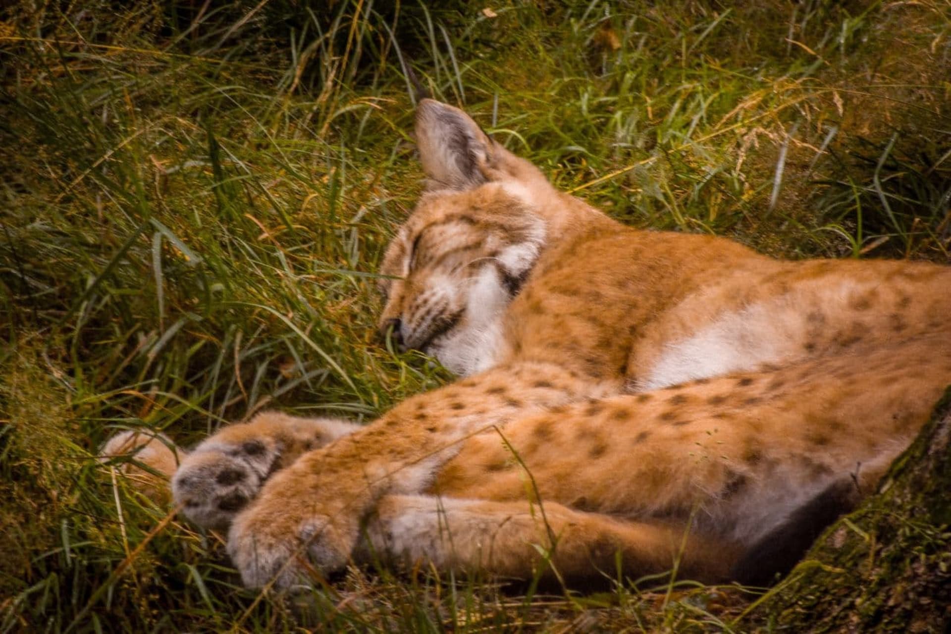 Ranua zoo