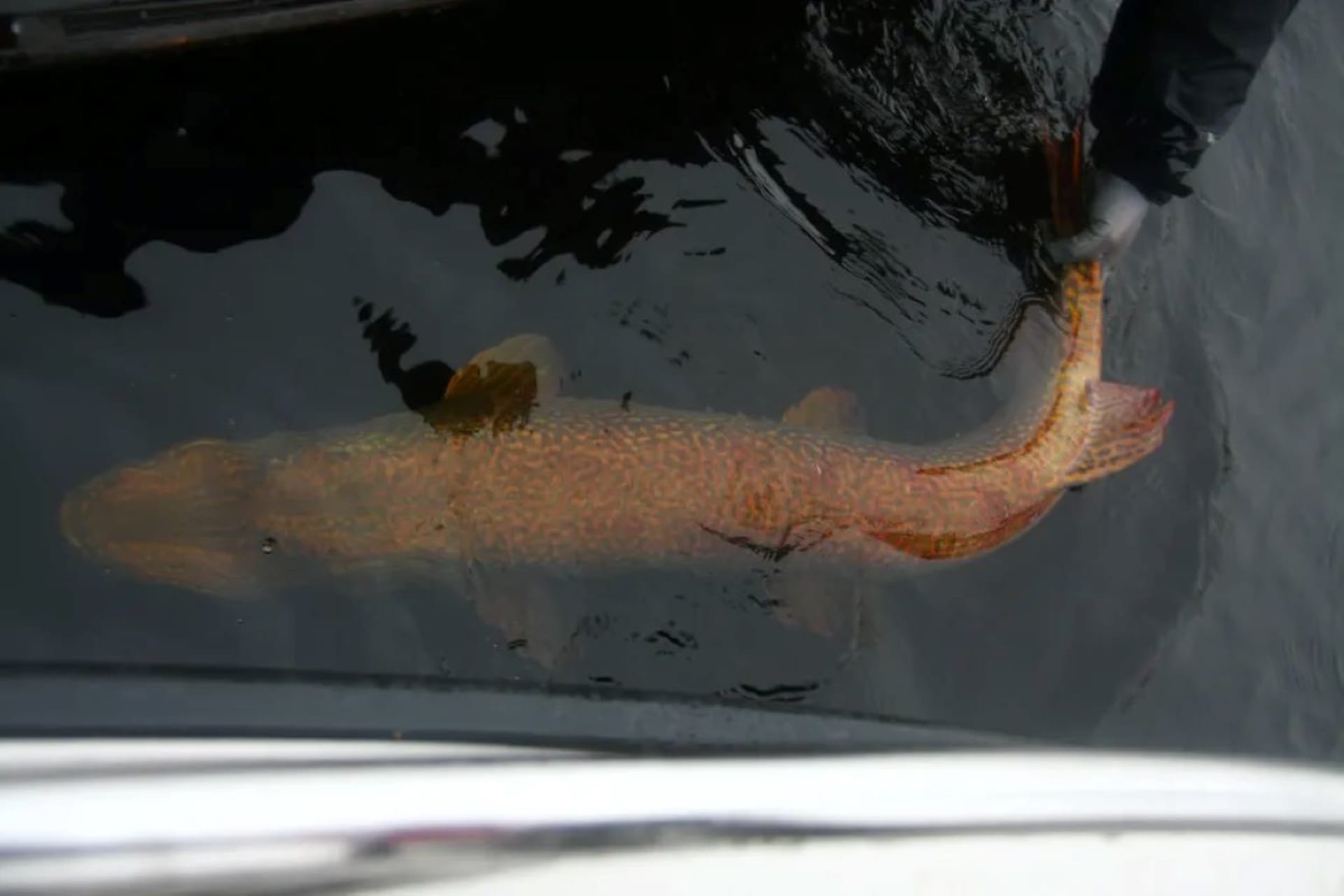 Northern Pike from river Kemi (16,5 kg)
