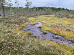 Keidaslammi peatlands.
