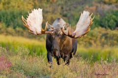 Large male moose with big antlers