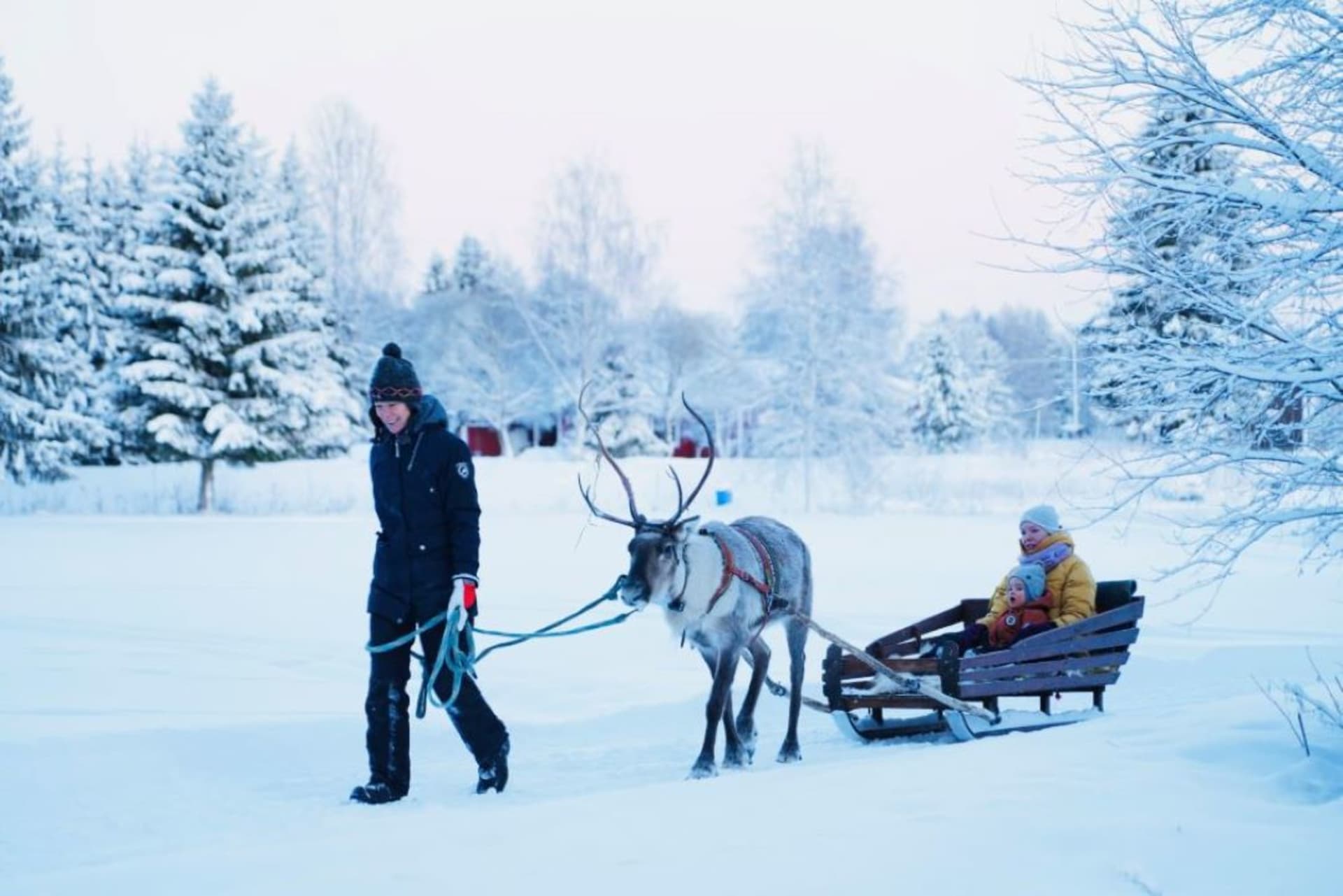 Reindeer and a sleigh with guide.