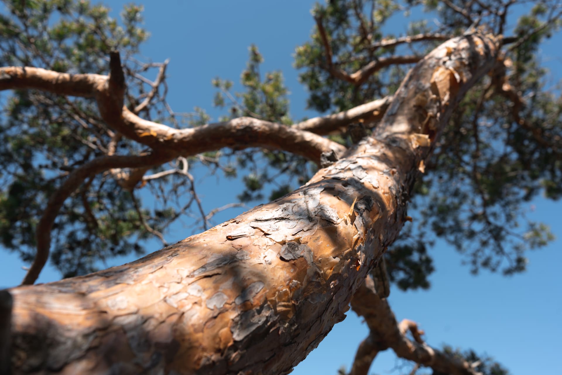 Pine tree