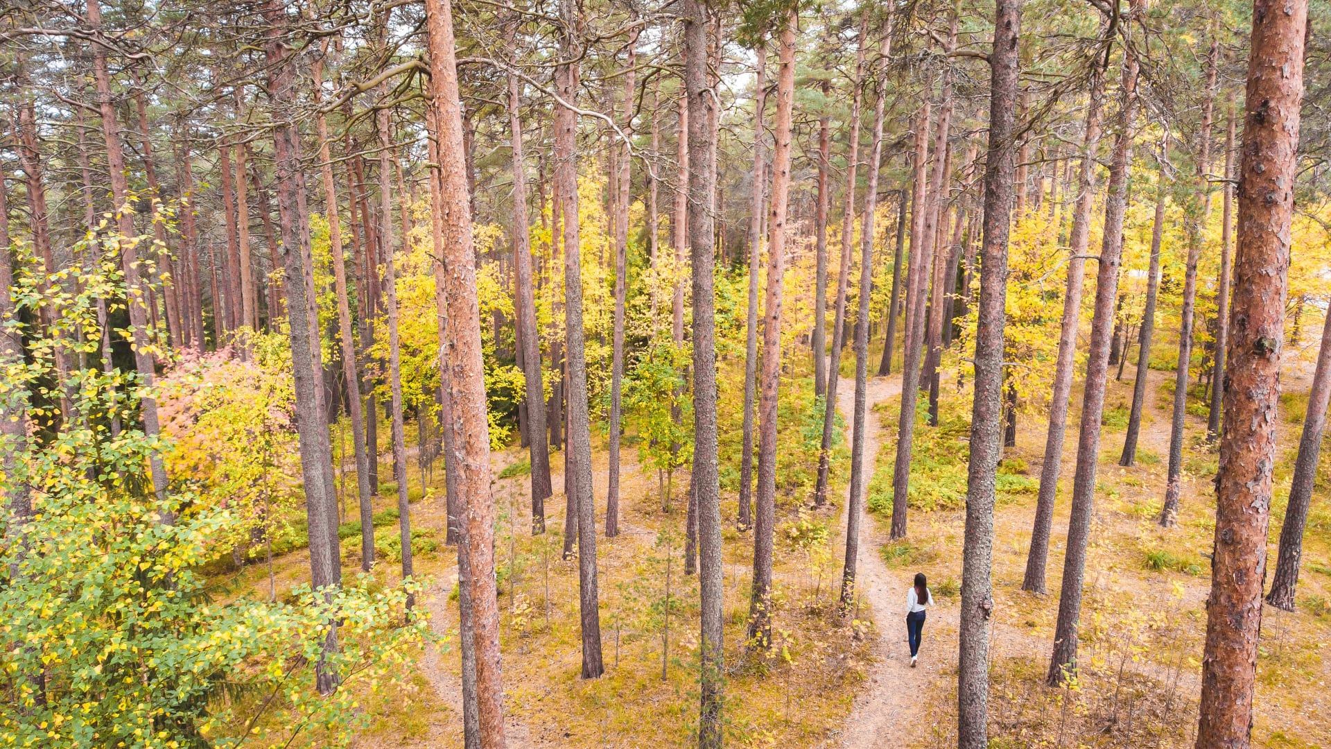 Trails in the Pyynikki forest.