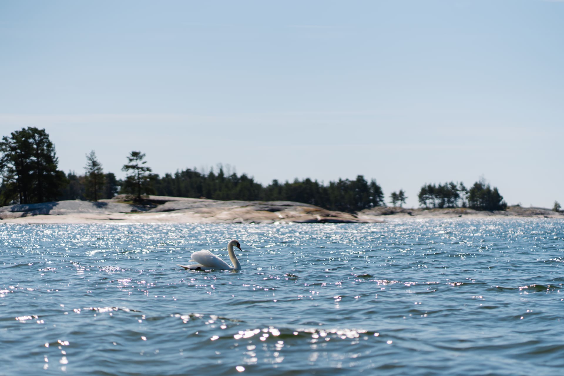 Swan