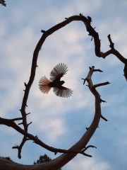 Yksityinen porotila vierailu