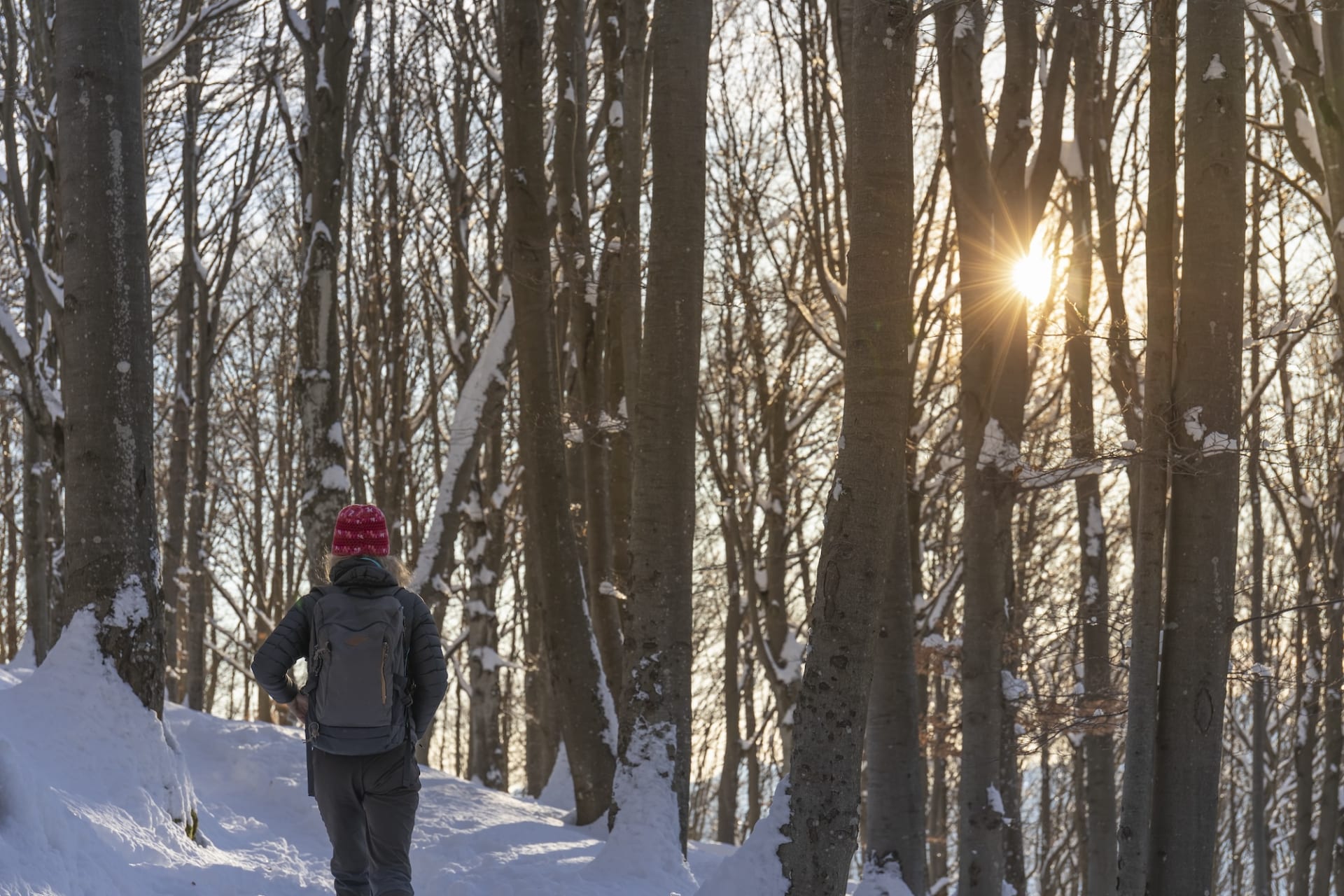 Aurinko paistaa puiden lomasta metsäkävelyllä