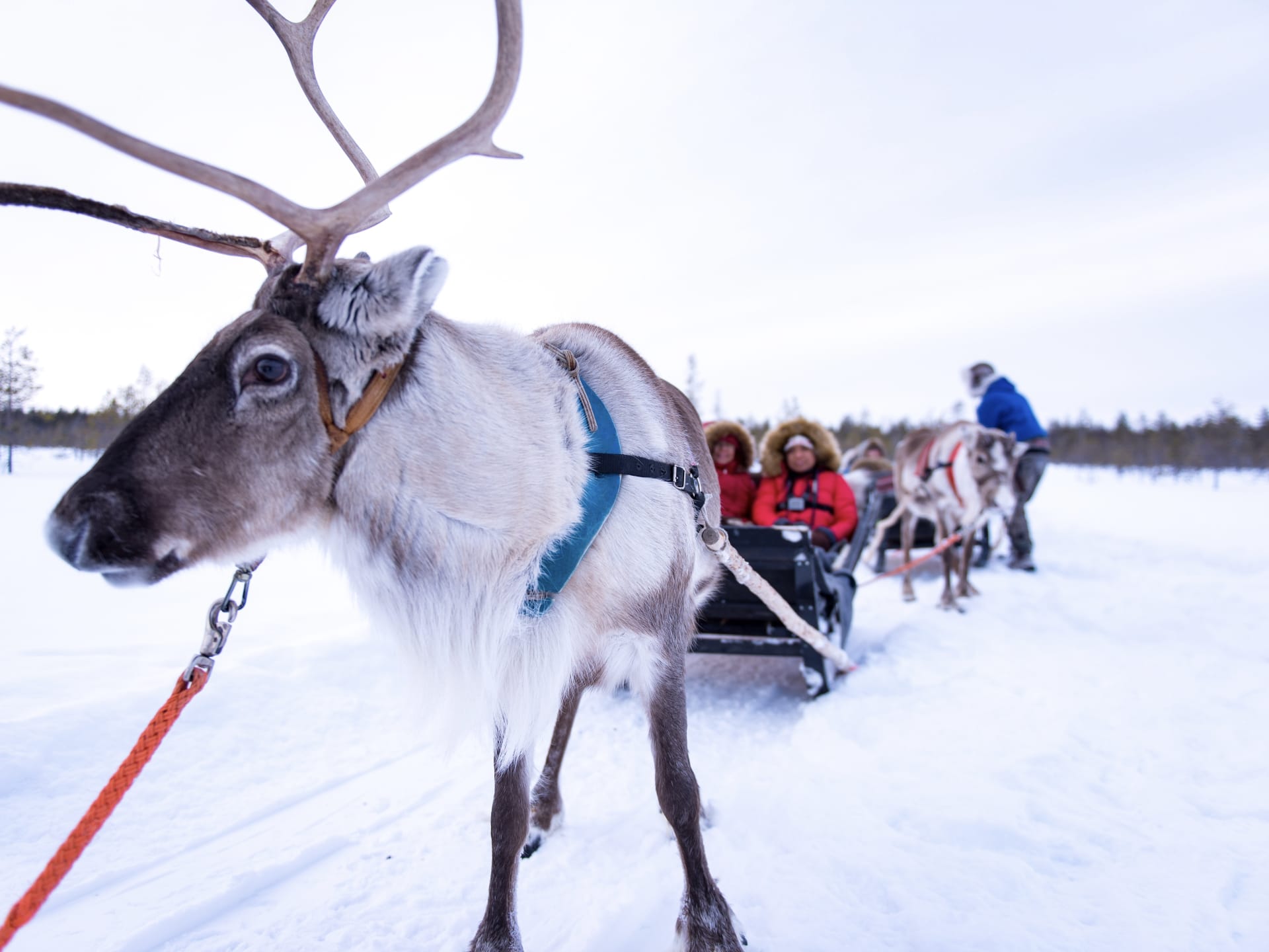 Reindeer sleigh ride