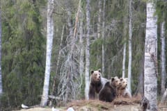 Karhusafari Arolan tilalla