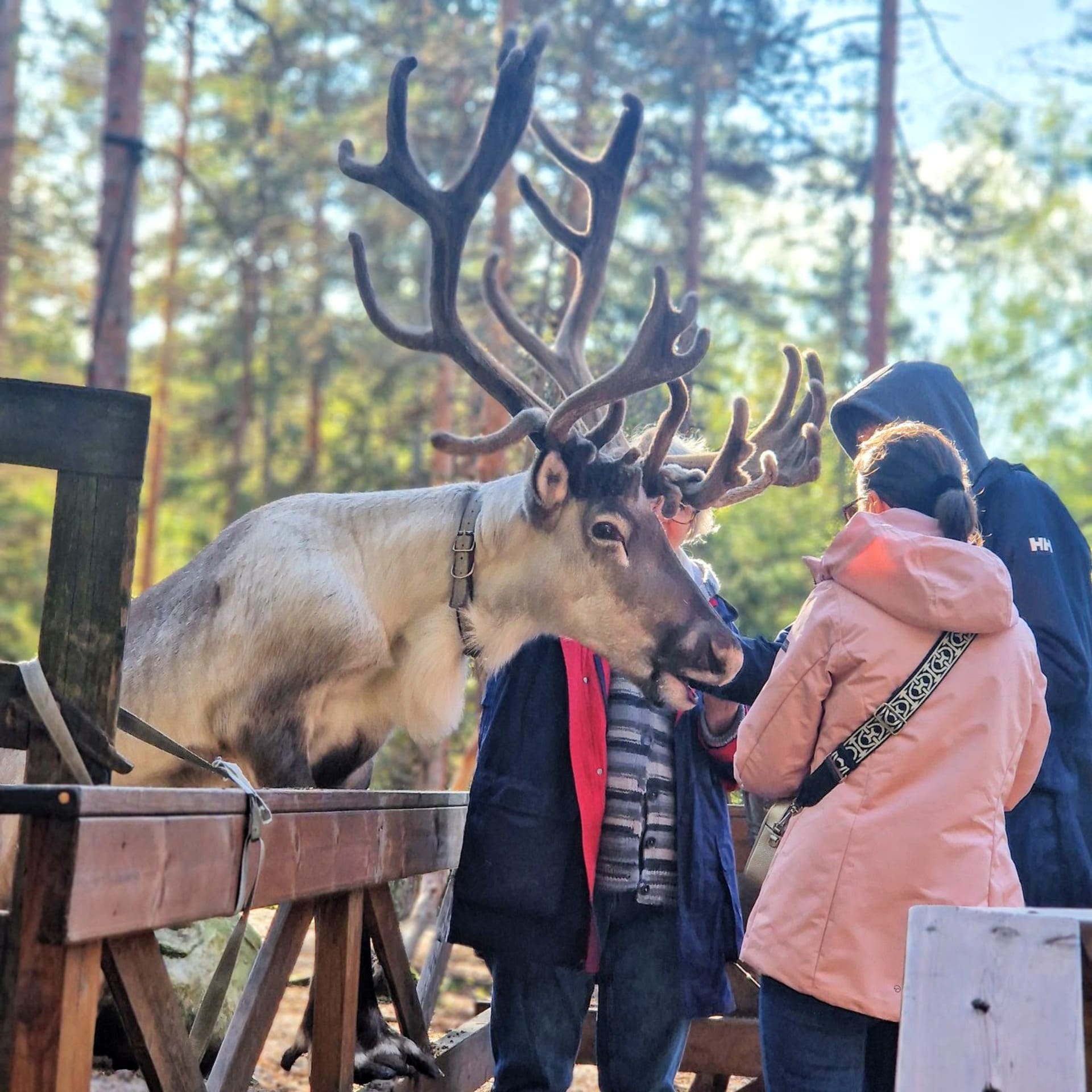 Nuuksio Reindeer Park – ヘルシンキ近郊で本格的なトナカイ体験