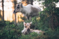 Urpon poronruokintaretki