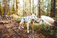 Koiravaljakkoajelu huskykärryllä syksyllä Apukassa, Rovaniemellä
