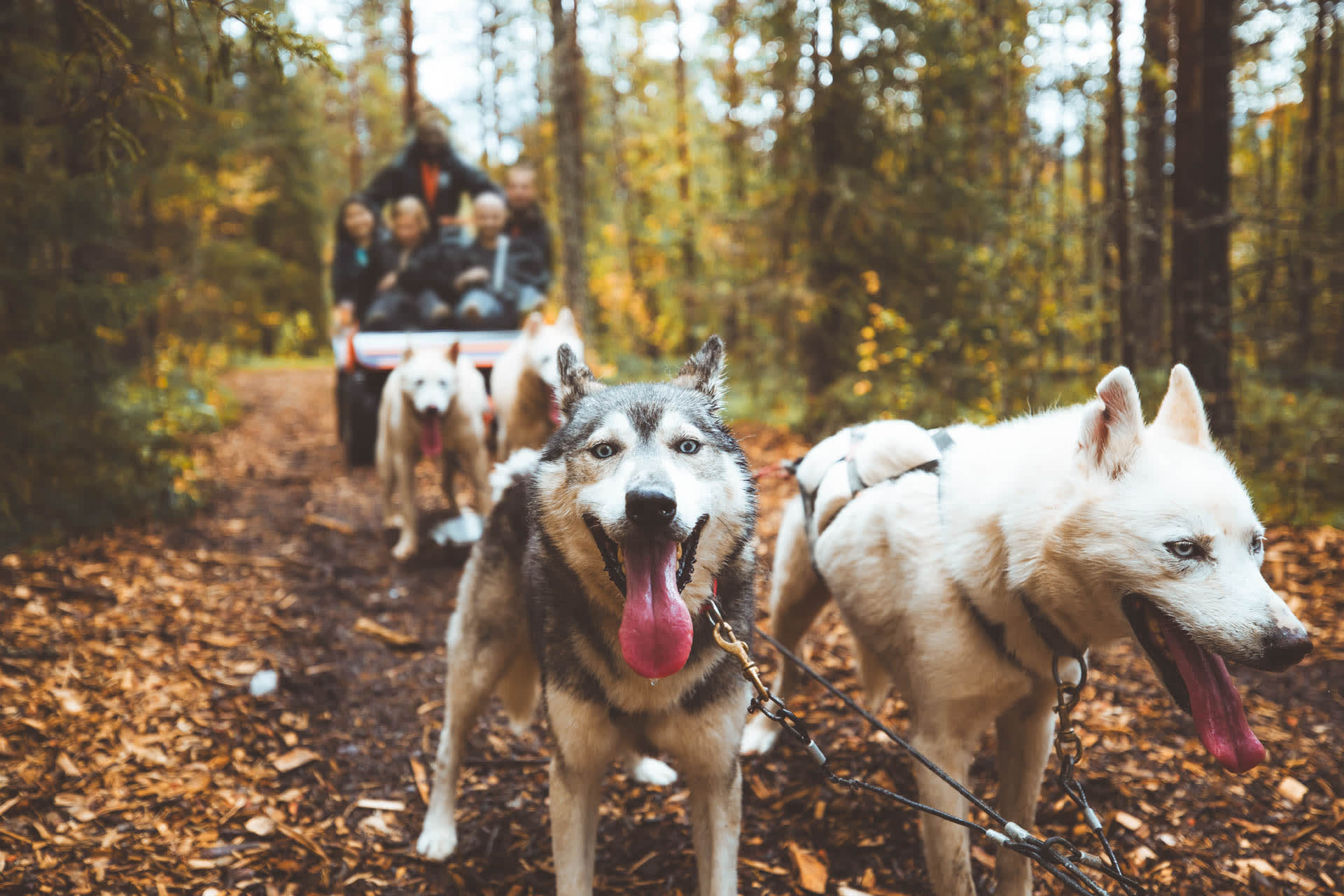 Autumn Husky Ride on Wheels in Apukka, Rovaniemi, Lapland