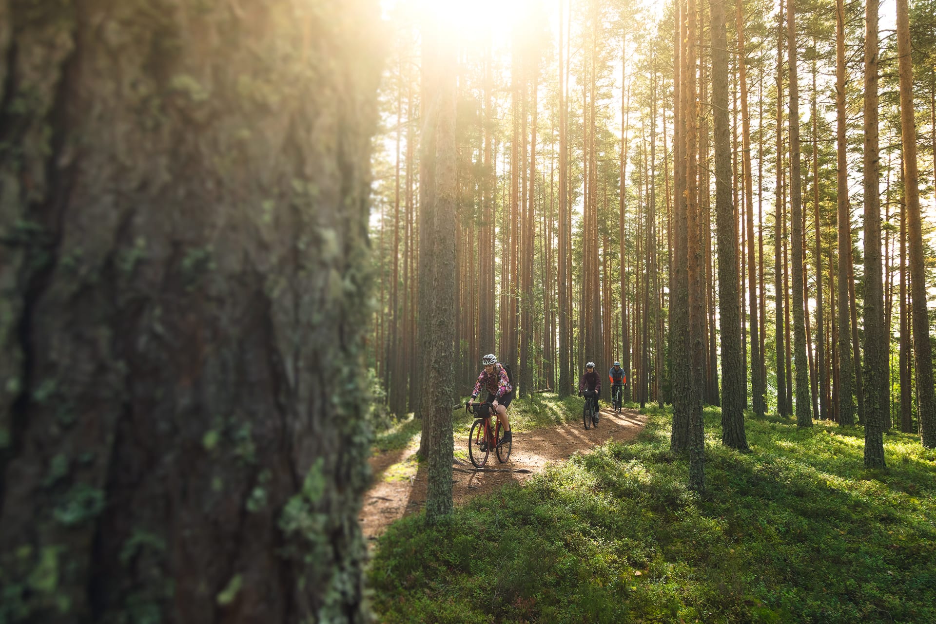 Kolme henkilöä pyöräilemässä mäntymetsäpolulla kesällä.
