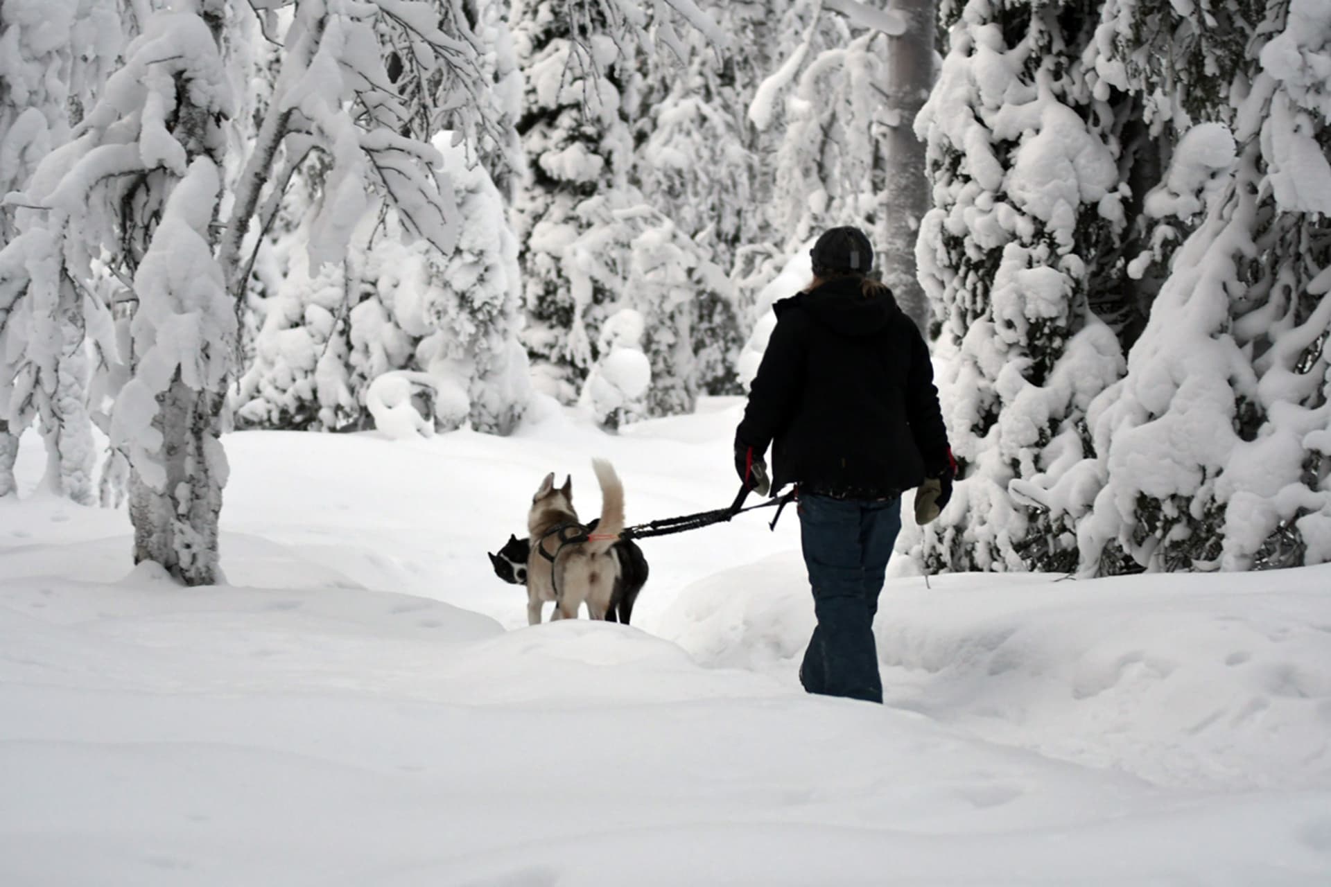 The huskies assist us in the walk through the forest and beautiful landscapes