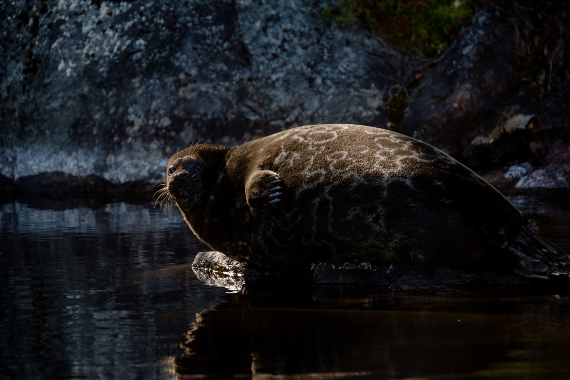 Saimaa ringed seal