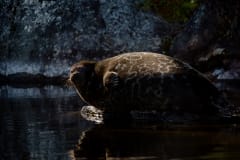 A Saimaa ringed seal molting on a rock by the water in Linnansaari National Park, Lake Saimaa