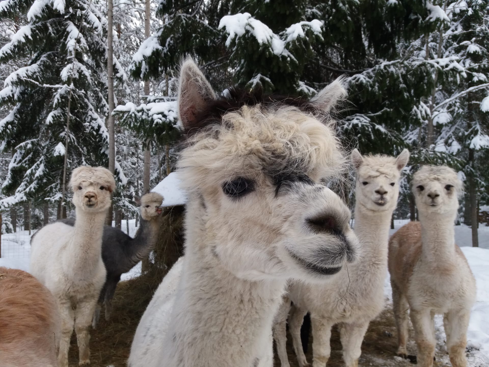 Alpacalife