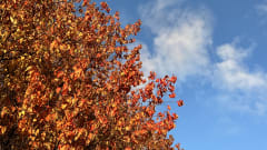 Metsäkylpy Nuuksiossa | Ruskan värejä, pitkospuita ja nuotion lämpöä